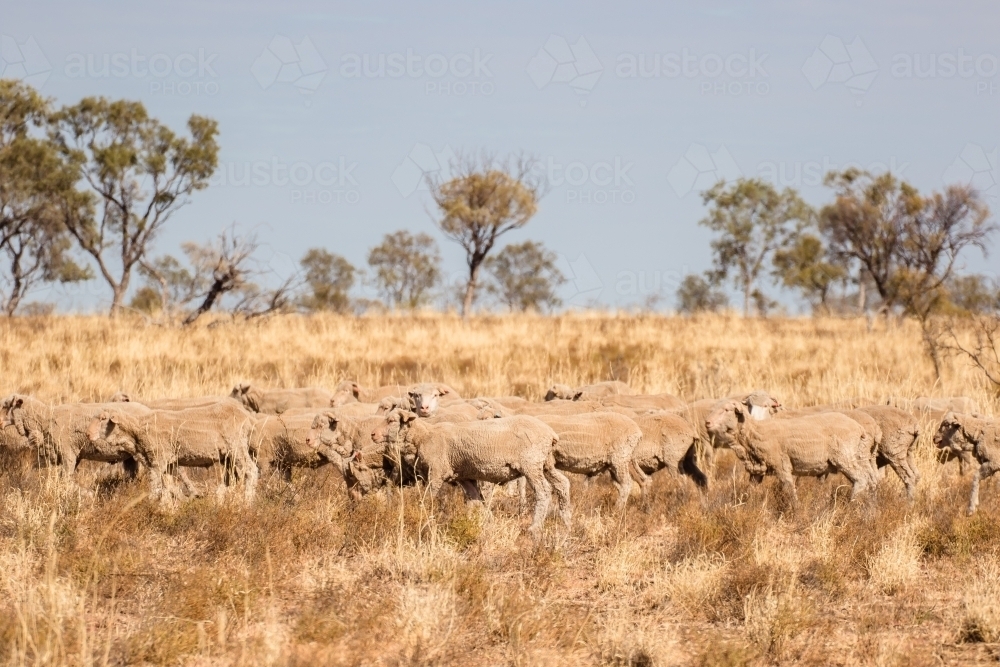 Merino sheep walking in paddock - Australian Stock Image