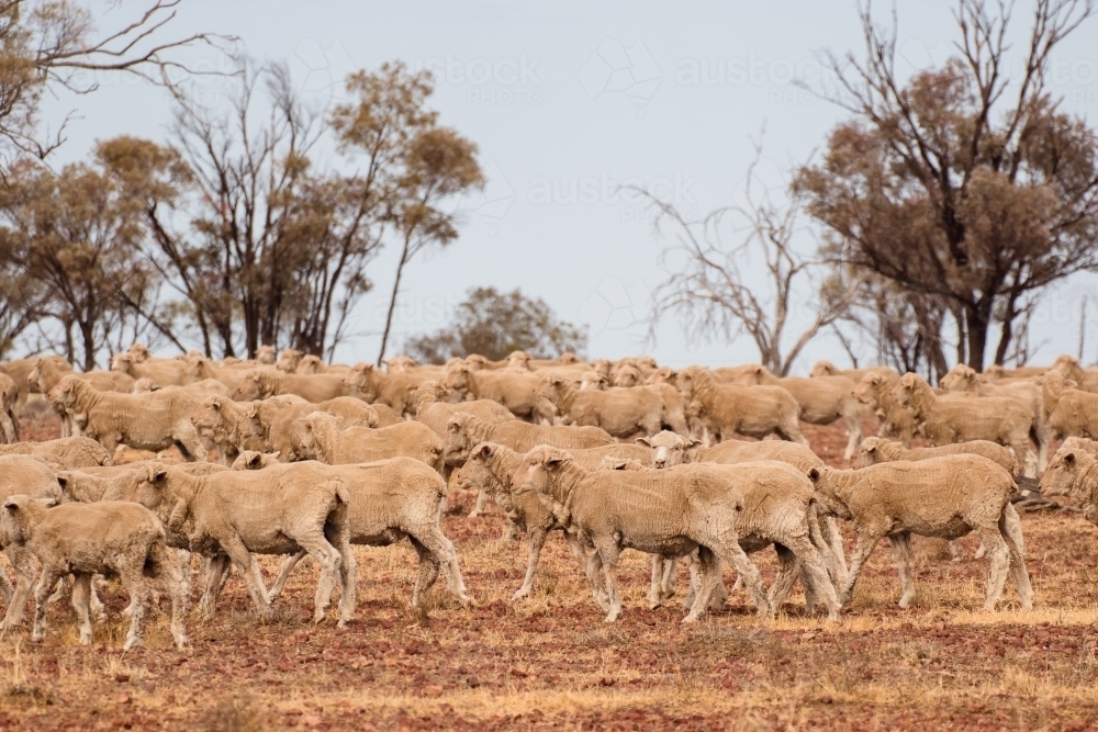 Merino sheep walking in paddock - Australian Stock Image
