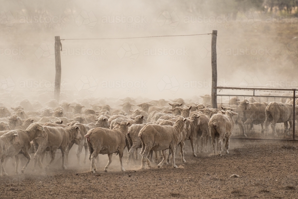 Merino sheep walking through a gate - Australian Stock Image