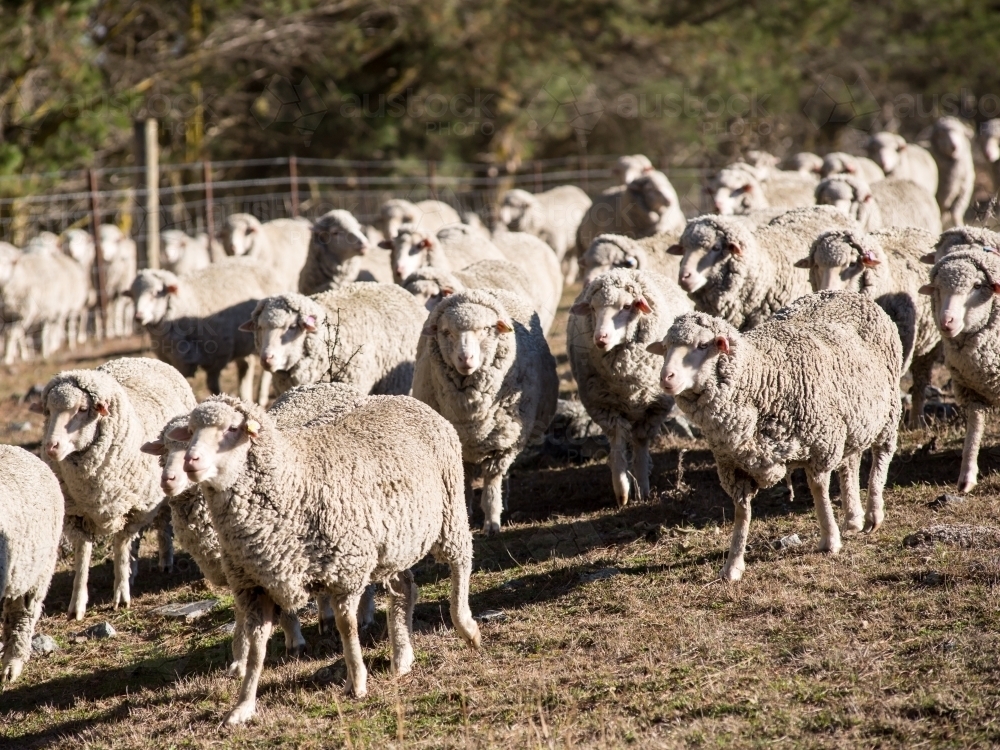 Merino sheep walking towards camera - Australian Stock Image