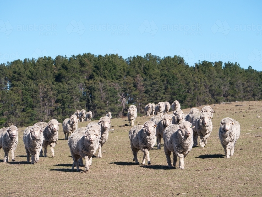 Image of Merino sheep walking towards the camera across a bare paddock ...