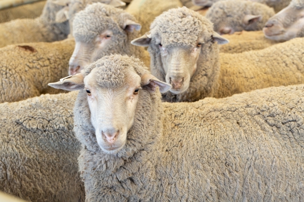 Merino sheep with six months wool growth - Australian Stock Image