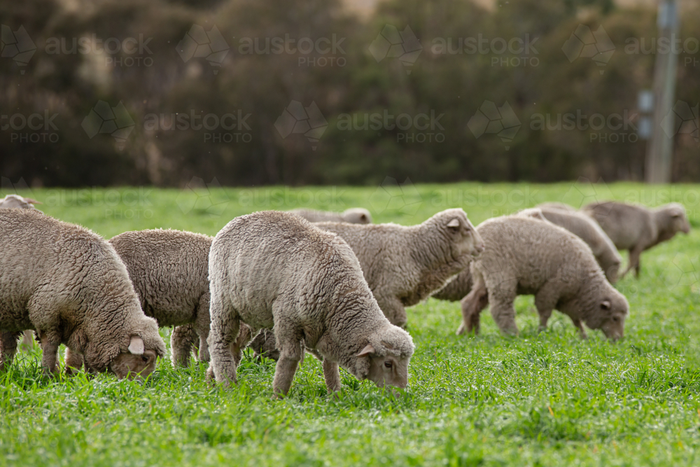 Merino weaner sheep grazing an oats crop - Australian Stock Image