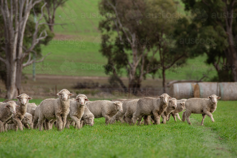 Merino weaner sheep in a paddock - Australian Stock Image