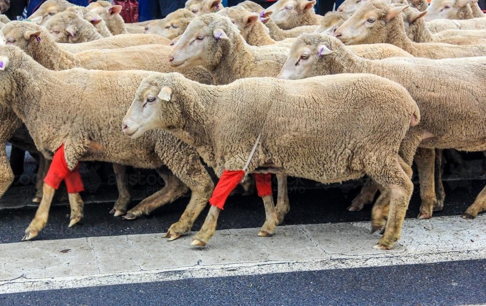 Merriwa festival of the fleeces, running of the sheep in red socks - Australian Stock Image
