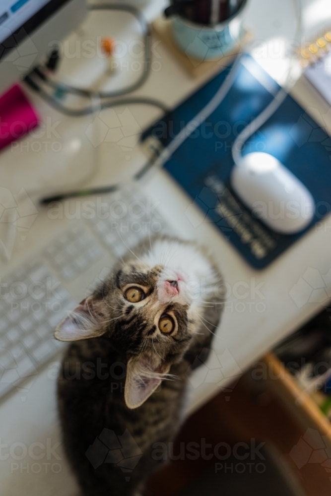 messy desk with cat on keyboard, looking up - Australian Stock Image