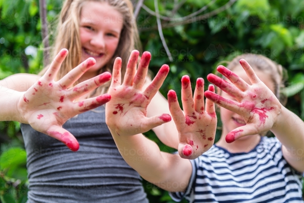 messy hands from mulberry picking - Australian Stock Image