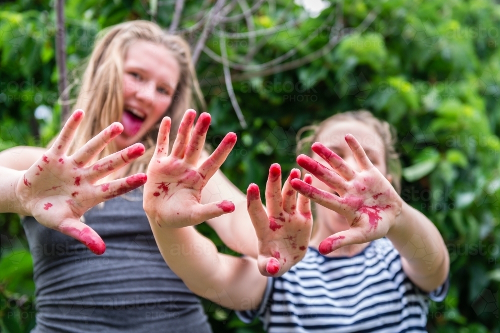 messy hands from mulberry picking - Australian Stock Image