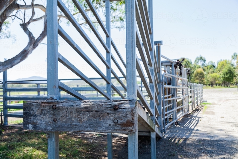 Metal cattle chute on farm with cattle crush - Australian Stock Image