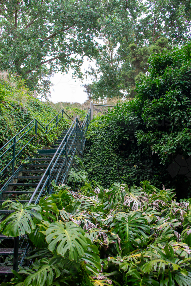 Metal stairs amongst greenery - Australian Stock Image