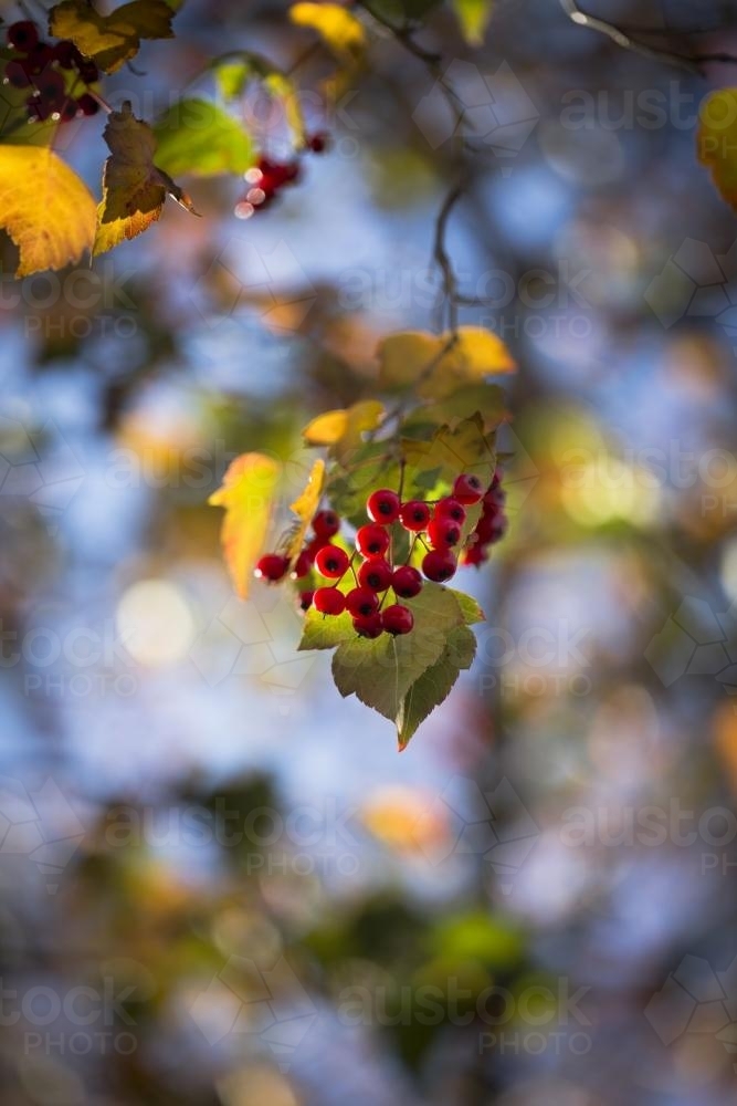 Mexican hawthorn (Crataegus) and berries - Australian Stock Image
