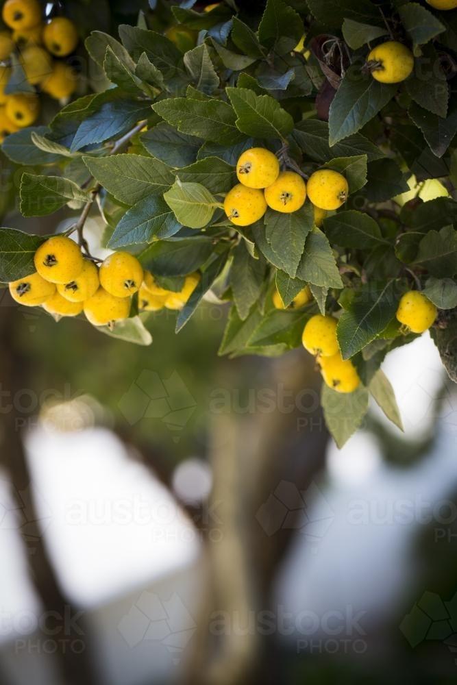 Mexican hawthorn (Crataegus) and berries - Australian Stock Image
