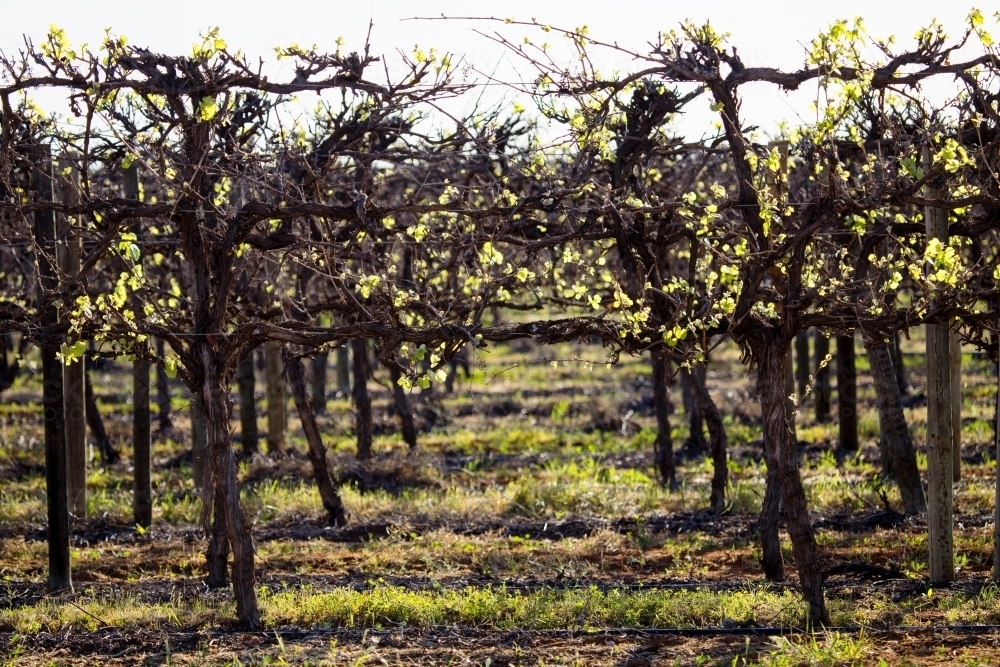 Horizontal shot of grapevines with new leaves backlit by the sun - Australian Stock Image