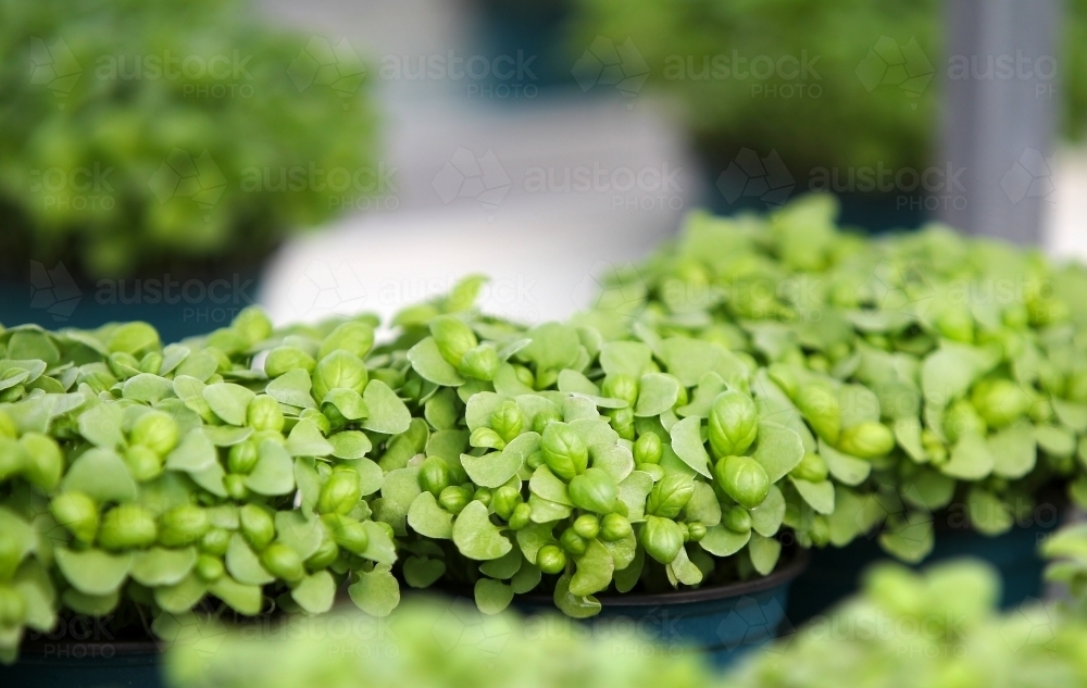 Microgreens - Australian Stock Image