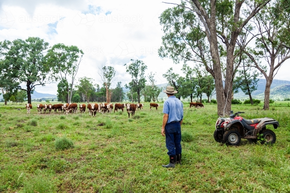 middle aged farmer watching herd of Hereford cattle in green paddock - Australian Stock Image