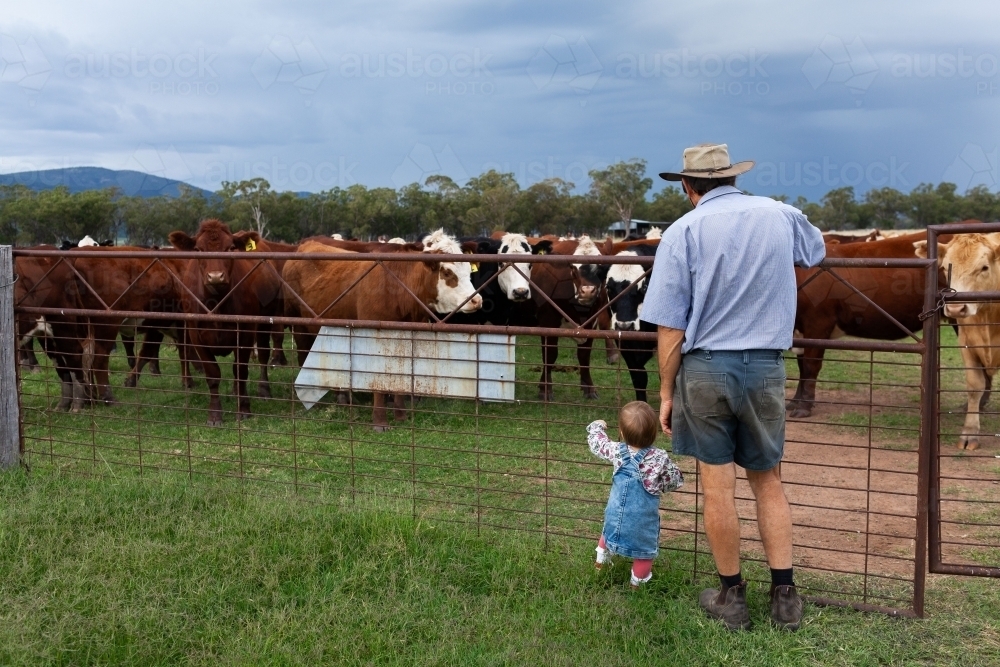 Middle aged farmer with toddler child watching cattle in paddock by old farm gate - Australian Stock Image