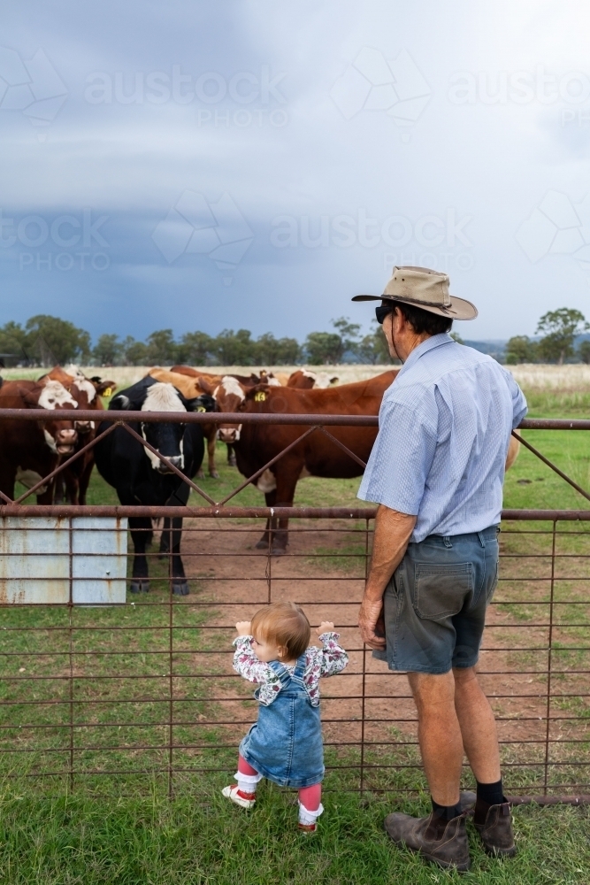 Middle aged farmer with toddler child watching cattle in paddock by old farm gate - Australian Stock Image