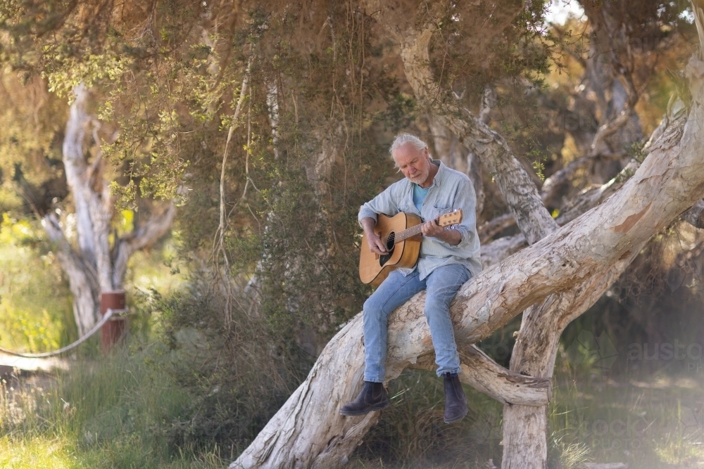middle-aged man sitting on tree and playing guitar - Australian Stock Image
