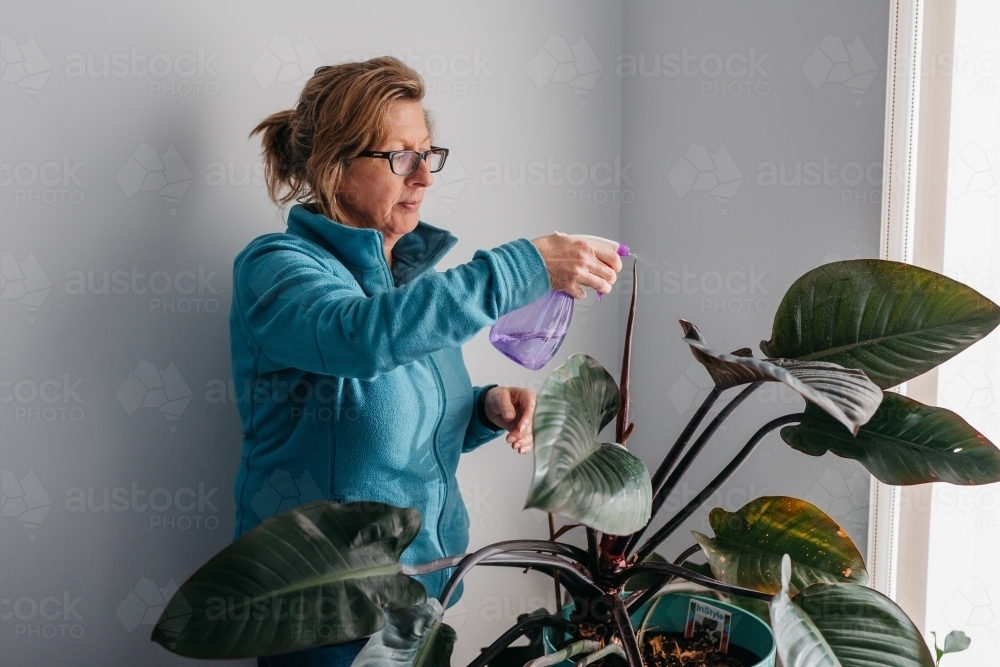 Middle aged woman tending to hear plant, watering with spray bottle - Australian Stock Image