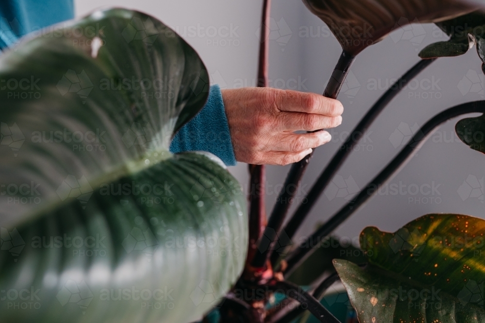 Middle aged woman tending to her plant - Australian Stock Image