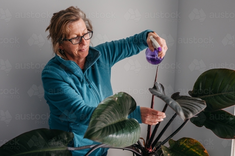 Middle aged woman tending to her plant, watering with spray bottle - Australian Stock Image
