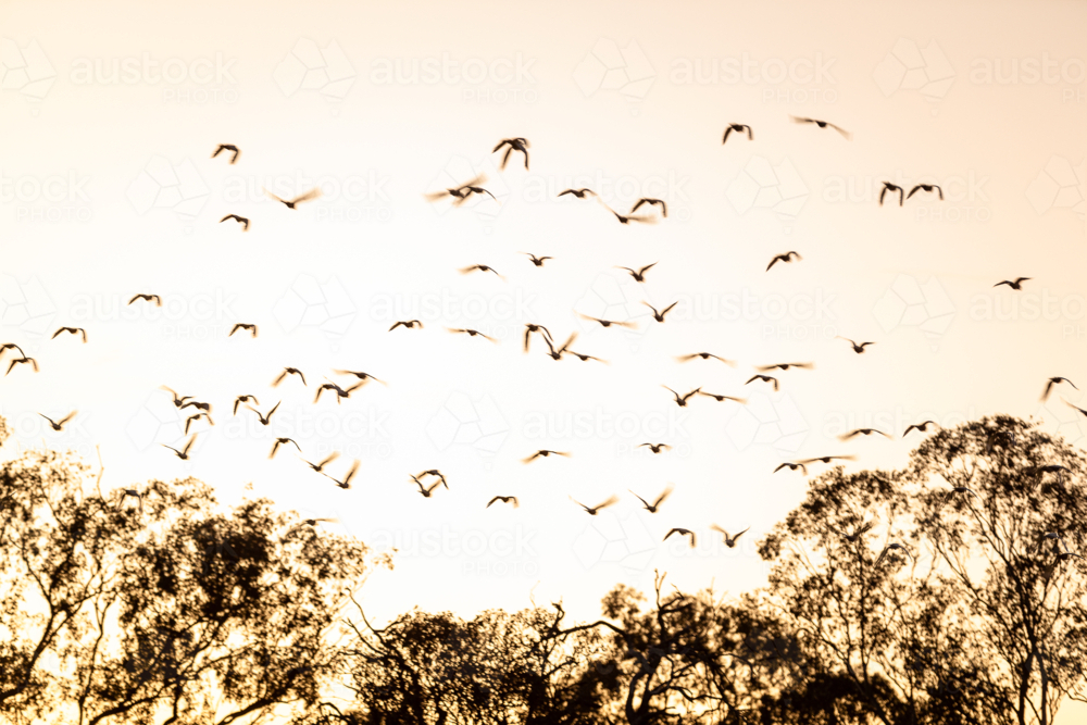 Migrating birds flying over the trees at sunset. - Australian Stock Image
