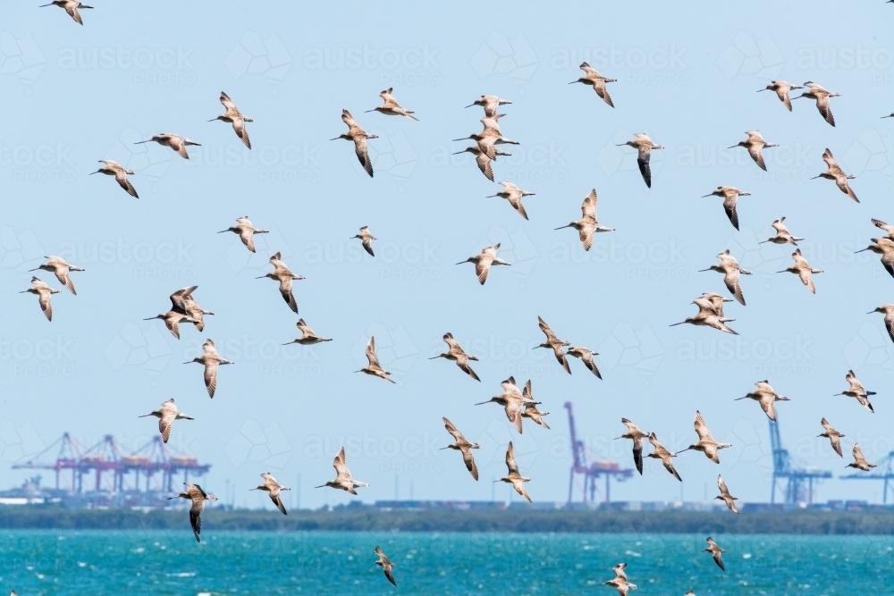 Migratory shorebirds, Bar-tailed Godwits, flying over, Moreton Bay with port cranes in background - Australian Stock Image
