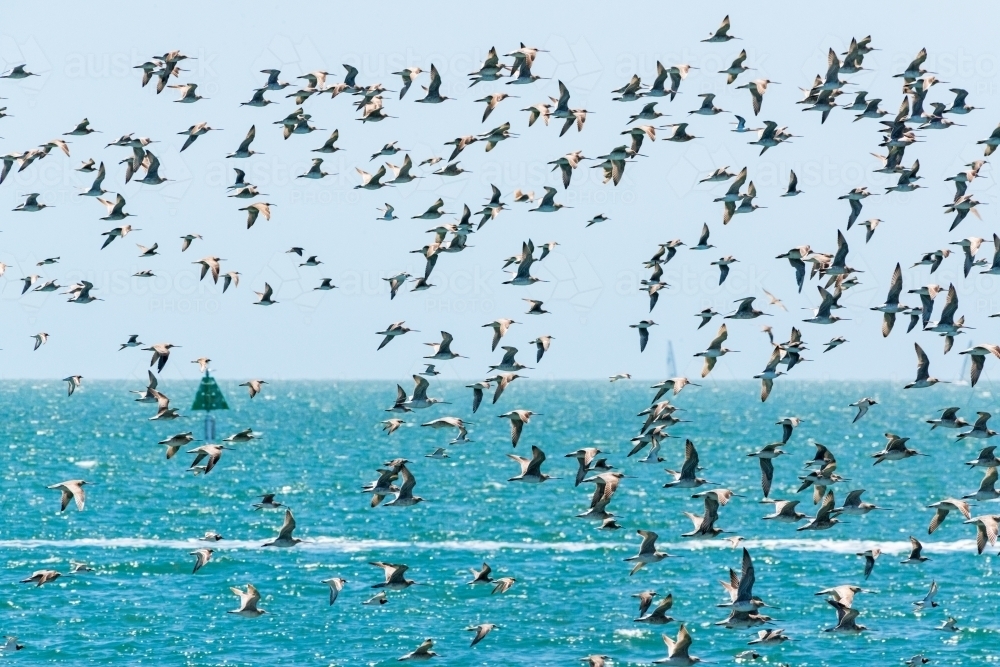 Migratory shorebirds, from Siberia, flying over turquoise Moreton Bay. - Australian Stock Image