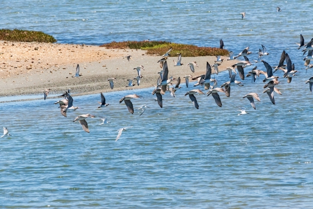 Migratory shorebirds, from Siberia, water's edge. - Australian Stock Image