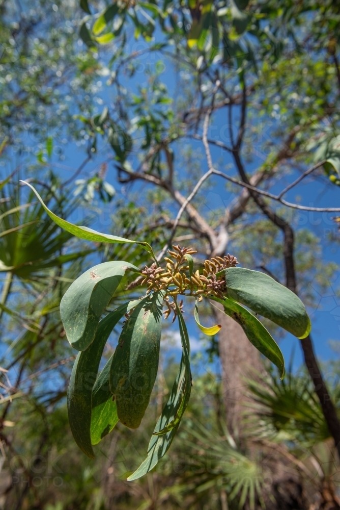 Milky Plum flowers - Australian Stock Image