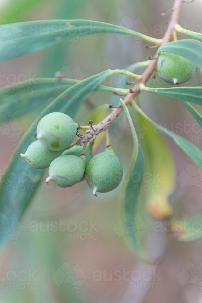 Milky Plums - Australian Stock Image