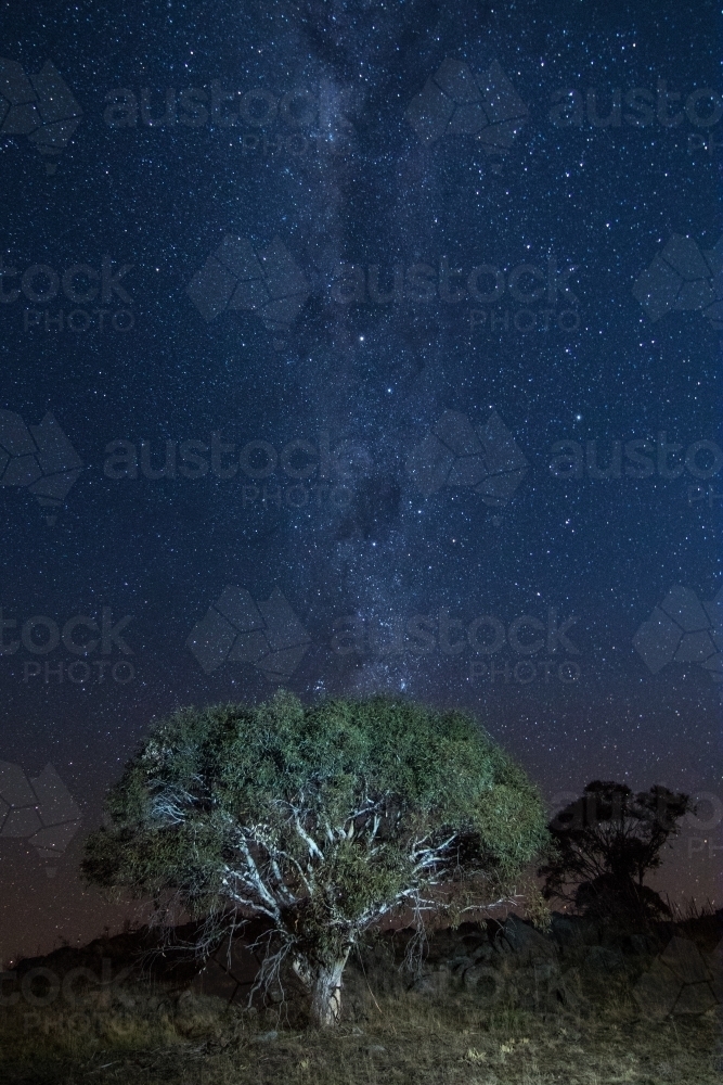 Milky Way behind a tree on a mountain - Australian Stock Image
