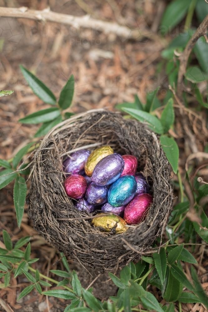 Image of Mini chocolate easter eggs in a birds nest Austockphoto