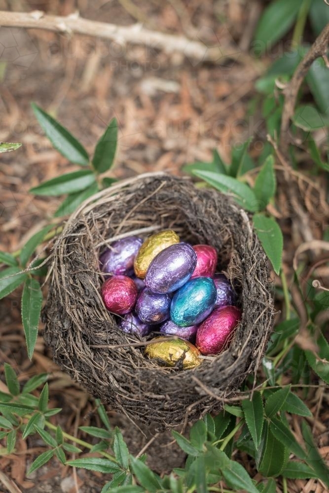Mini chocolate easter eggs in a birds nest - Australian Stock Image