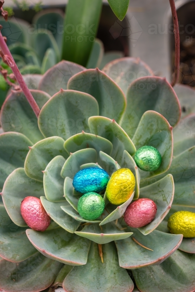 mini easter eggs hidden in a plant - Australian Stock Image