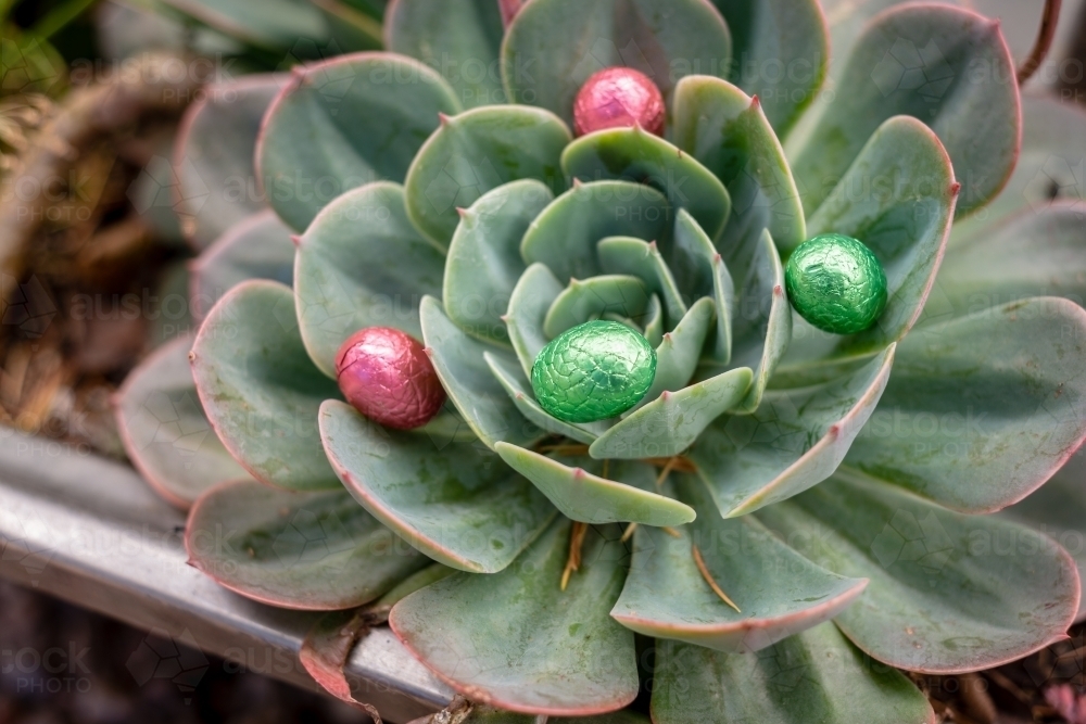 mini easter eggs hidden in a plant - Australian Stock Image