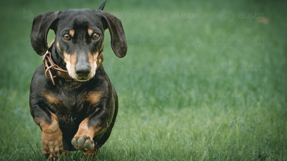 Miniature Dachshund running towards camera on green grass - Australian Stock Image