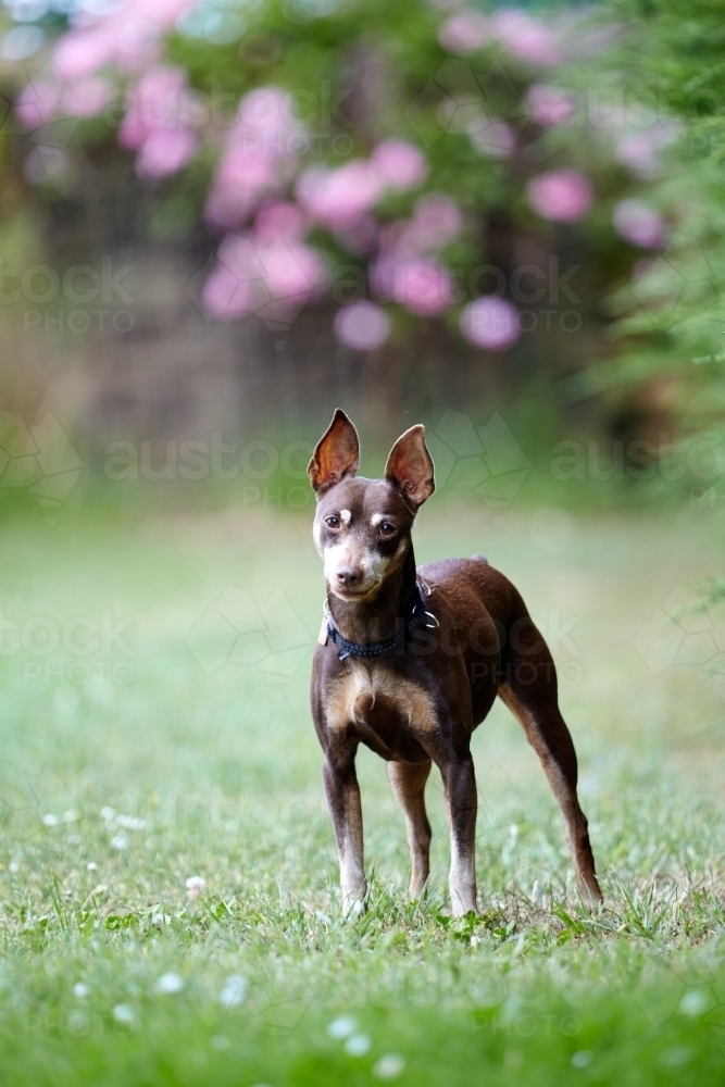 Image of Miniature Pinscher Dog Austockphoto
