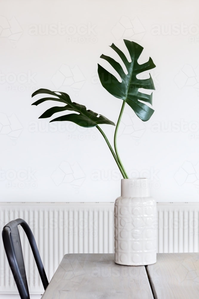 Minimalist white room and vase with Monstera palm leaves - Australian Stock Image