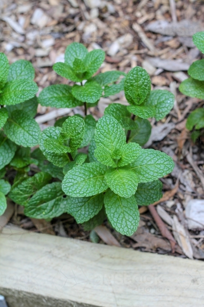 Mint in herb garden - Australian Stock Image