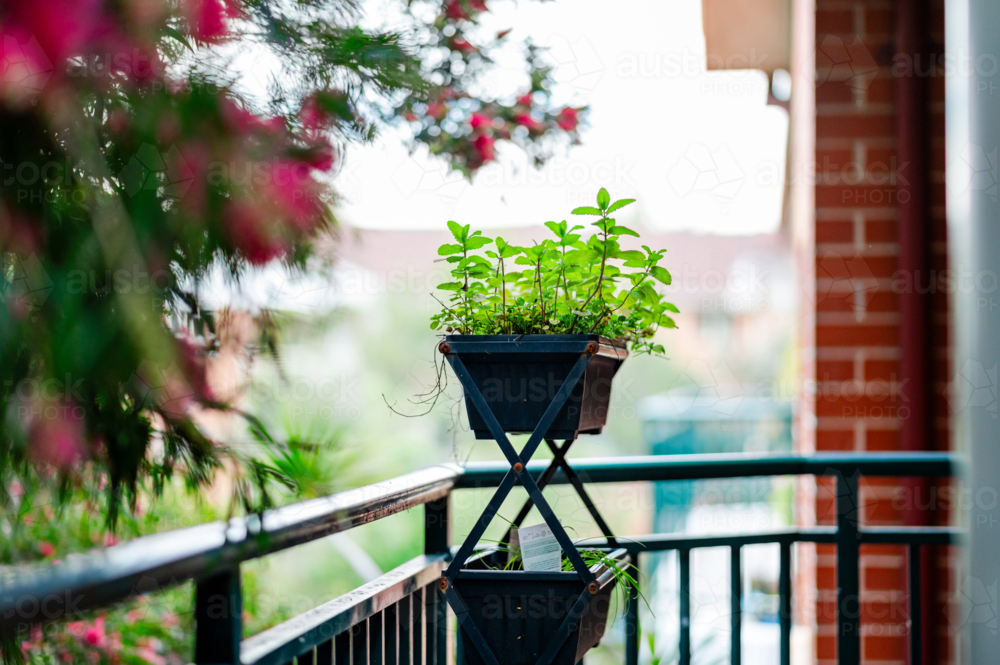Mint plants thrive in a vertical herb garden, brightening up the apartment balcony - Australian Stock Image