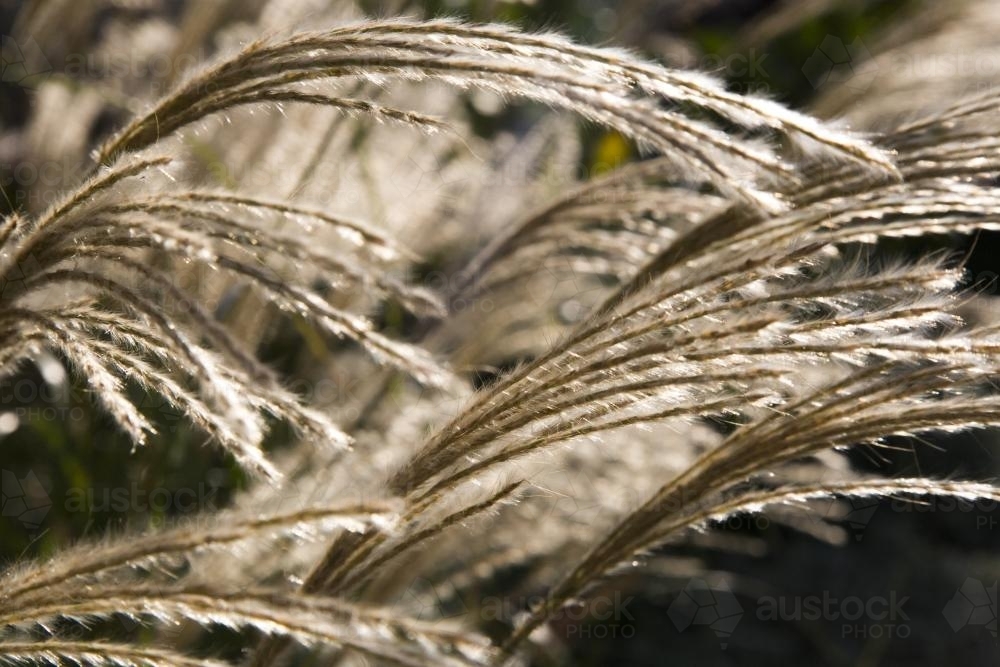 Miscanthus grass and sunlight - Australian Stock Image