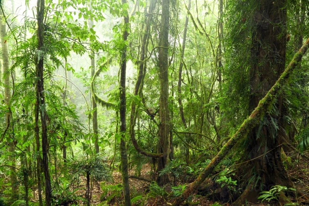 Mist and fog among lush trees in Gondwana rainforest - Australian Stock Image