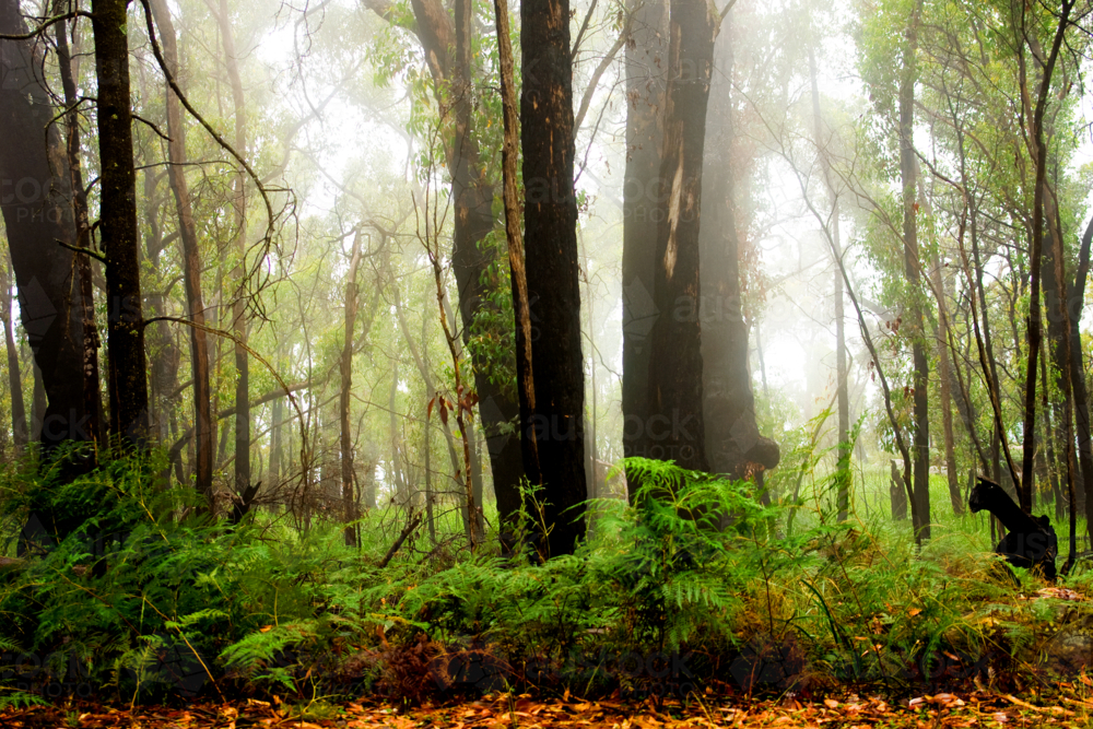 Mist drifting through lush Australian eucalyptus forest with tall gum trees and dense green ferns - Australian Stock Image