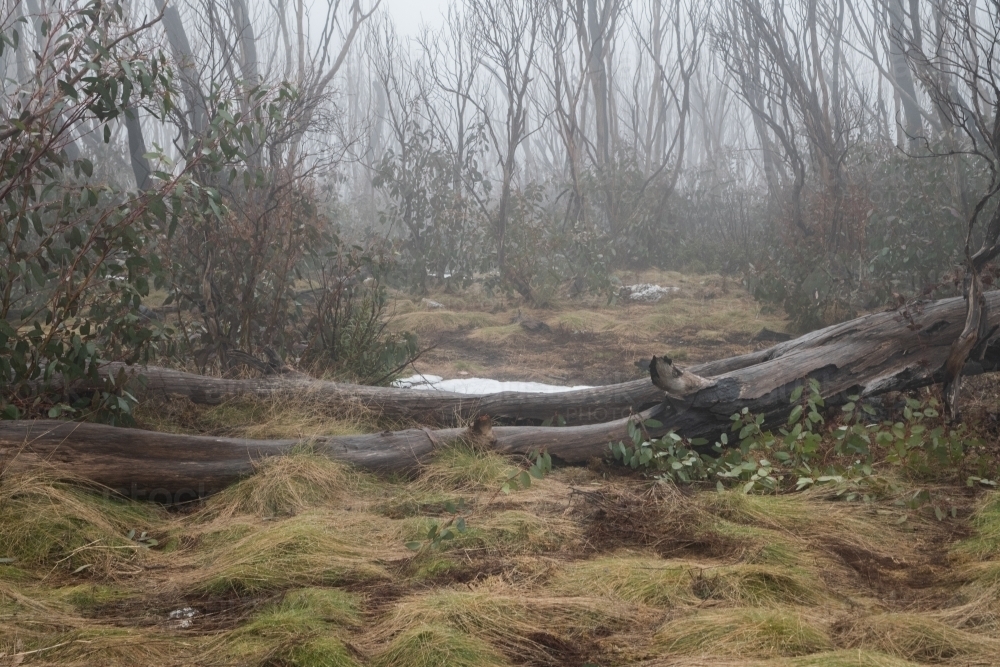 Image of Mist in a forest with the logs across the pathway - Austockphoto