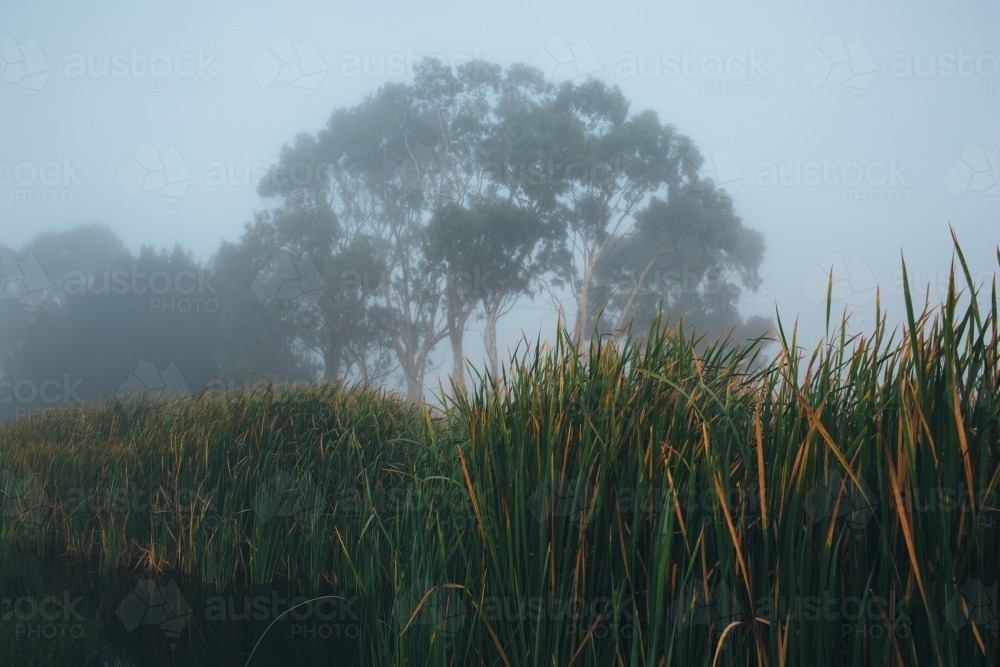 Mist morning beside a river with calm water, reeds and trees - Australian Stock Image