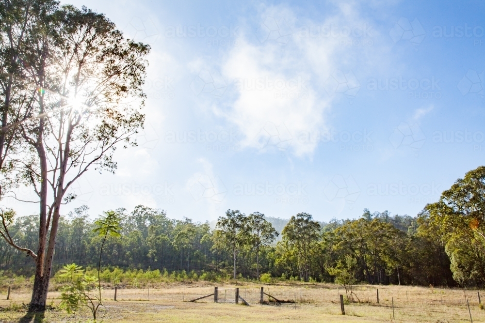 Mist moving away as sun rises on lone gum tree in paddock - Australian Stock Image
