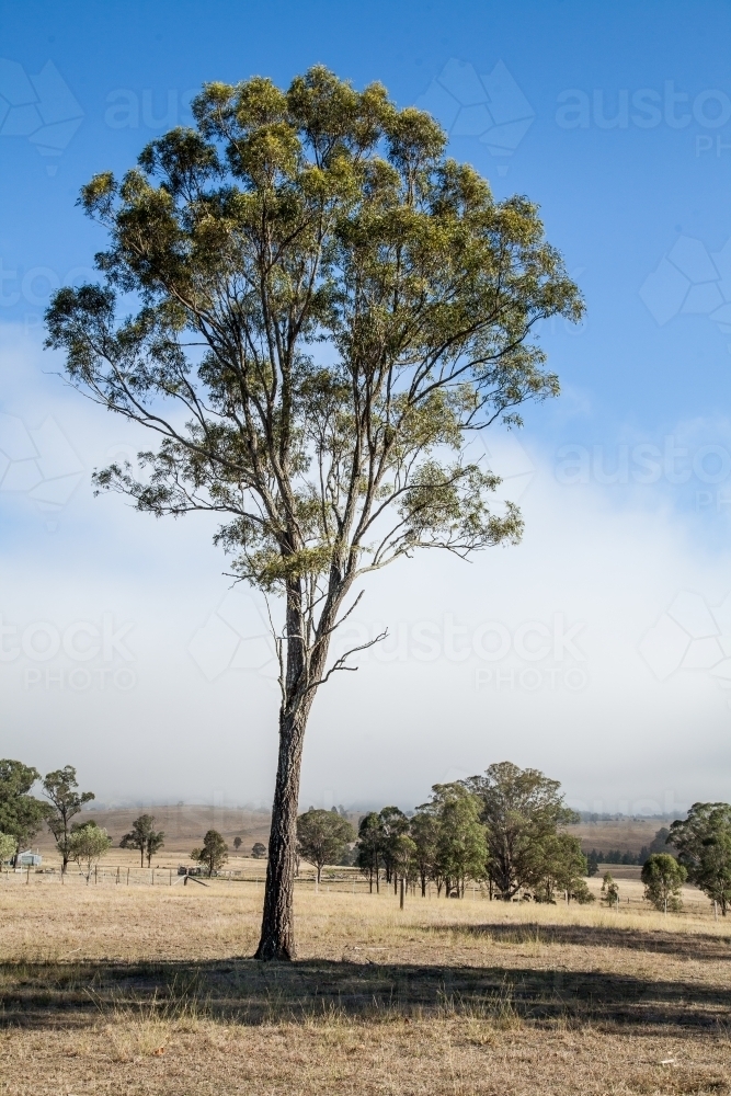 Mist moving away as sun rises on lone gum tree in paddock - Australian Stock Image