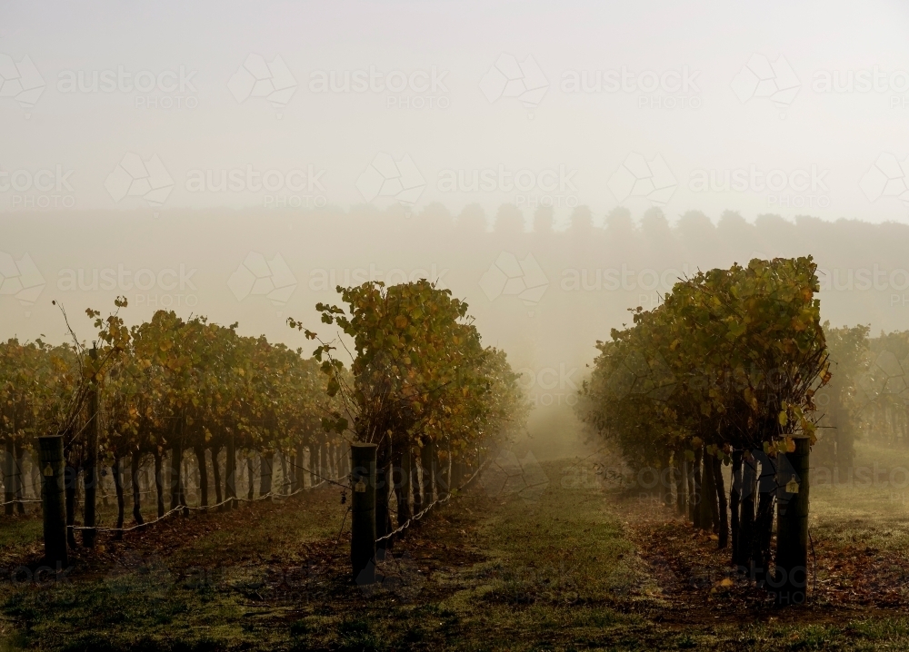 Mist over close up vineyard in the morning - Australian Stock Image