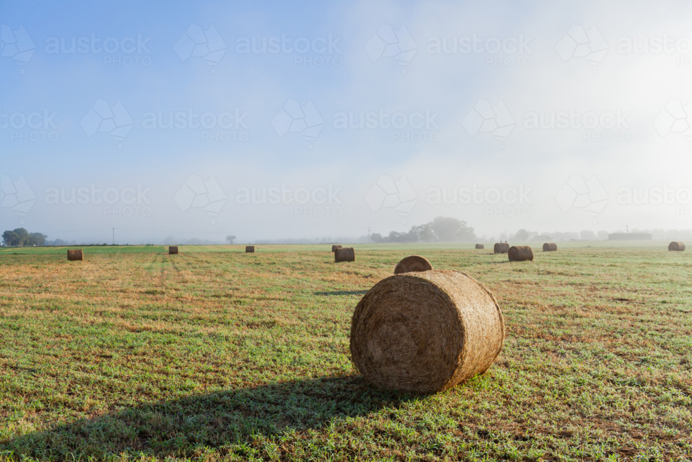 Mist rising off farmland paddock of harvested round hay bales - Australian Stock Image